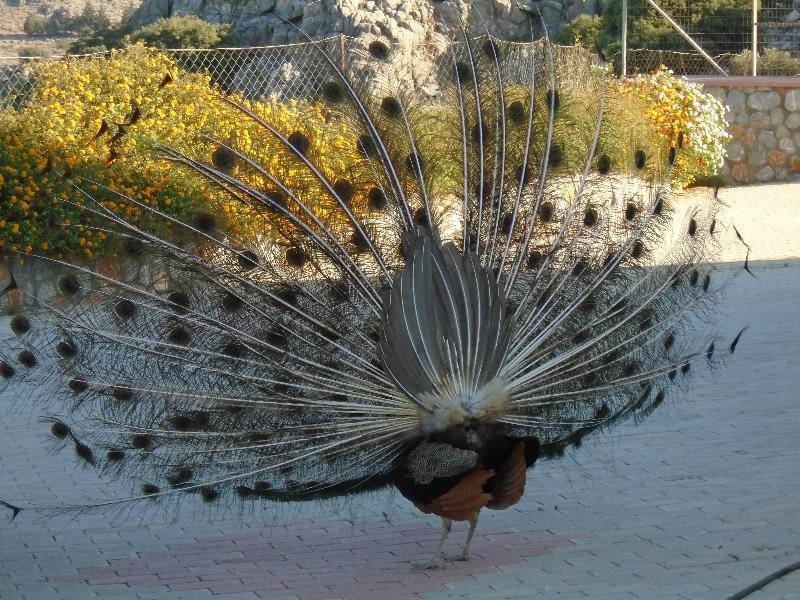 Lindos Nest Aparthotel Pefki  Luaran gambar